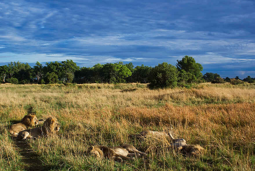 Splash Camp: Löwen ruhen im Gras Splash Camp: Löwen ruhen im Gras