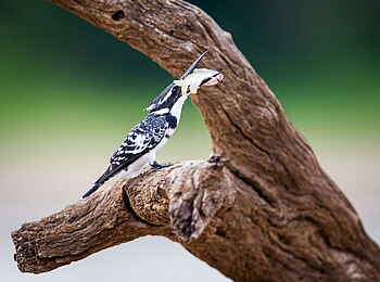 Time + Tide Luwi: Ein Graufischer mit Beute