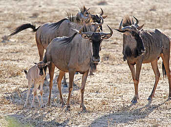 !Xaus Lodge: Gnus !Xaus Lodge: Gnus