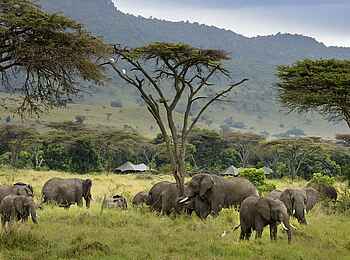 Angama Safari Camp: Elefanten