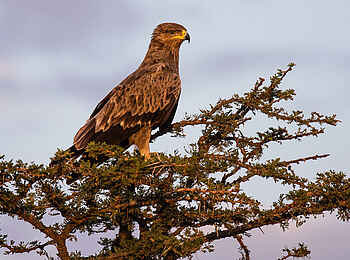 Basecamp Masai Mara: Ein Adler in der Baumkrone Basecamp Masai Mara: Ein Adler in der Baumkrone