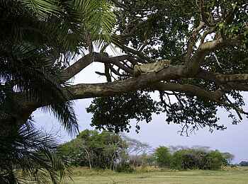 Busanga Bush Camp: Löwin im Baum Busanga Bush Camp: Löwin im Baum