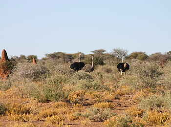 Fort Sesfontein: Drei Vogelstrauße im Hoanib-Gebiet