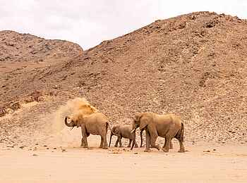Hoanib Elephant Camp: Elefanten beim Sandbaden