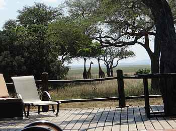 Katuma Bush Lodge: Sichtung dreier Giraffen vom Pool