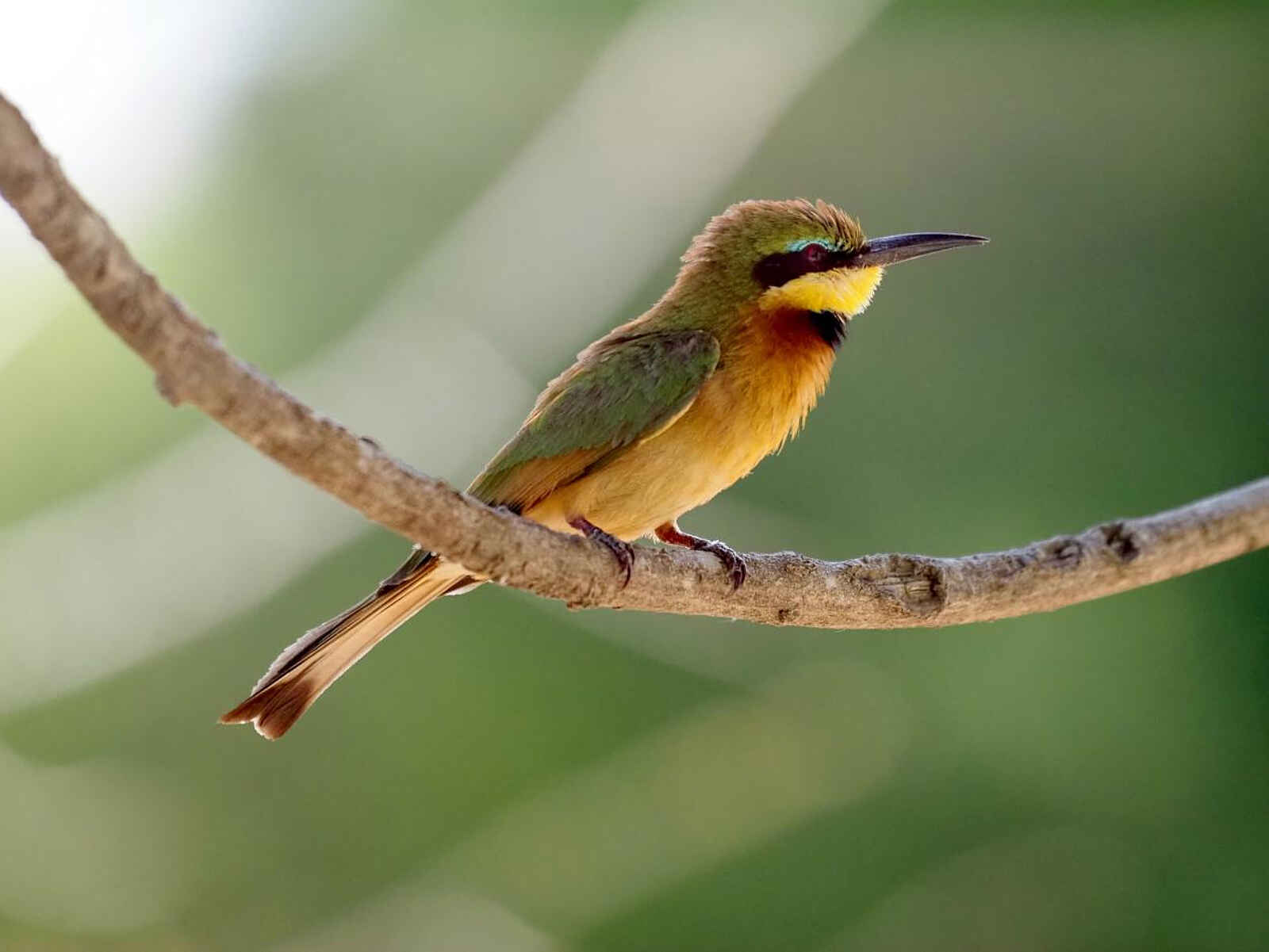 Laba Jongomero Camp: Bienenfresser Laba Jongomero Camp: Bienenfresser