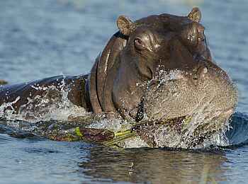 Lenyebi River Lodge: Ein Nilpferd im Wasser Lenyebi River Lodge: Ein Nilpferd im Wasser