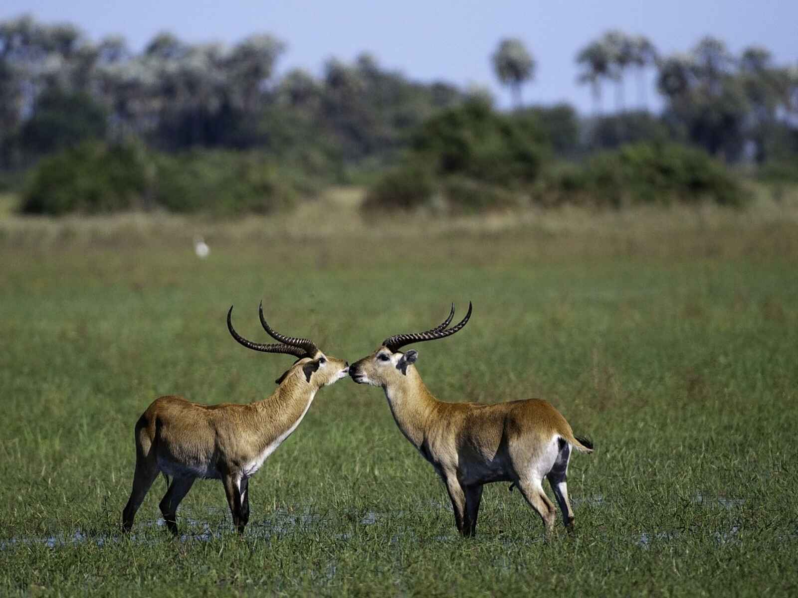 Little Mombo Camp: Moorantilopen Little Mombo Camp: Moorantilopen