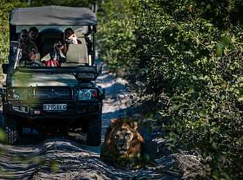 Little Sable Camp: Game Drive mit Löwe Little Sable Camp: Game Drive mit Löwe