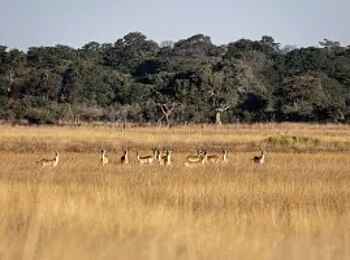 Luiana Plains Expedition Camp: Antilopenherde