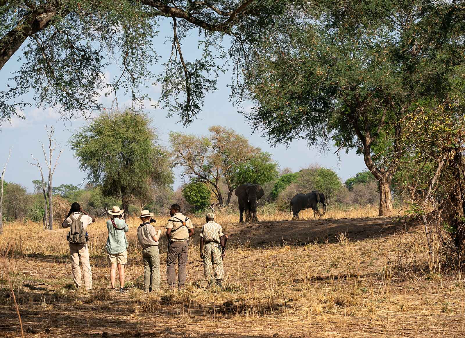 Mobile Walking Safari: Elefantenbegegnung aus nächster Nähe Mobile Walking Safari: Elefantenbegegnung aus nächster Nähe