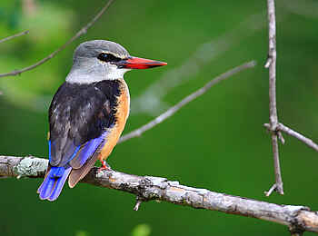 Motswari Game Lodge: Vogel aus der Nähe