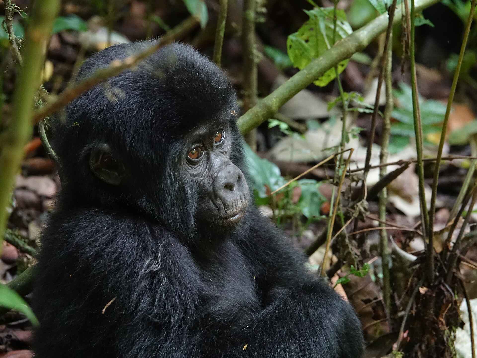 Mutanda Lake Resort: Babygorilla