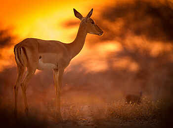 Onguma Tented Camp: Impala im Sonnenuntergang