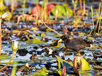 Pelo Camp: Mohrenralle Pelo Camp: Mohrenralle