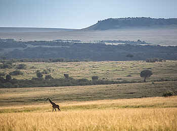 Rekero Camp: Giraffe
