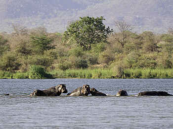 Ruckomechi Camp: Nilpferde im Sambesi Ruckomechi Camp: Nilpferde im Sambesi