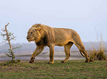 Sanguni Safari Lodge: Ein Löwe auf Patrouille