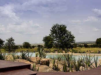 Sayari Camp: Pflanzen am Pool Sayari Camp: Pflanzen am Pool