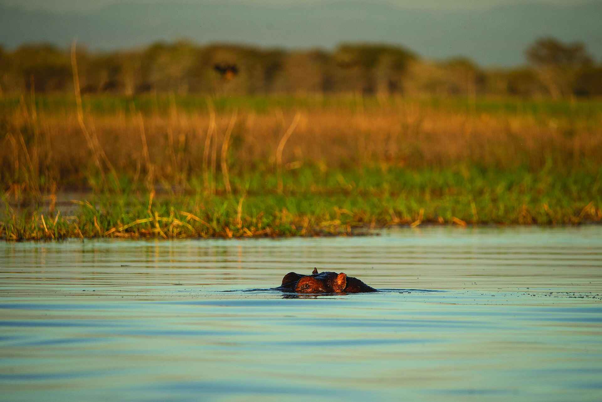 Usangu Expedition Camp: Nilpferd