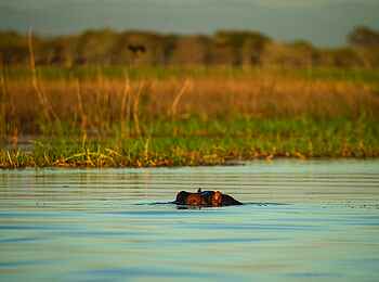 Usangu Expedition Camp: Nilpferd Usangu Expedition Camp: Nilpferd
