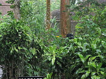 Volcanoes Bwindi Lodge: Suchbild mit Gorilla