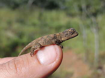 Wasa Lodge: Peter's Ground Agama