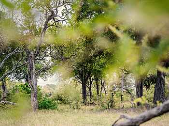 4 Rivers Camp: Wildnis 4 Rivers Camp: Wildnis