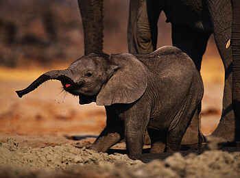 Kavinga Safari Camp: Elefantenbaby Kavinga Safari Camp: Elefantenbaby