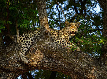 King's Pool Camp: Ein Leopard auf einem Baum