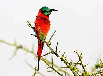 Legendary Mwiba Lodge: Karminspint Legendary Mwiba Lodge: Karminspint