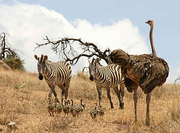 Richards River Camp: Zebras und ein Strauß mit Küken Richards River Camp: Zebras und ein Strauß mit Küken