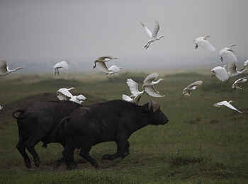 Richards River Camp: Zwei Kaffernbüffel Richards River Camp: Zwei Kaffernbüffel