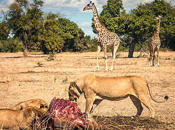 Shawa Luangwa Camp: Löwen über ihrer Beute