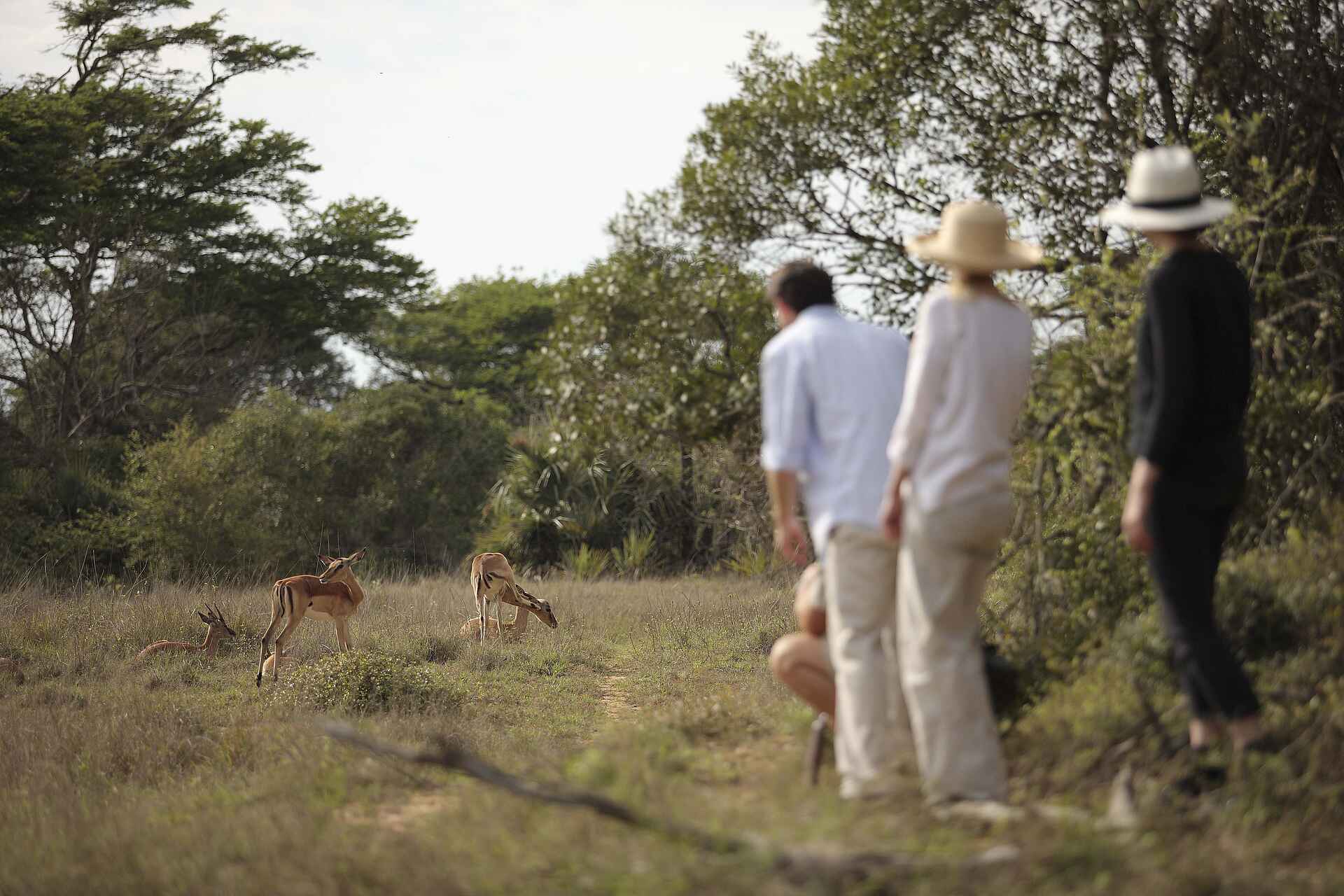 &Beyond Phinda Forest Lodge: Buschwanderung mit Antilopen