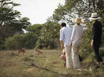 &Beyond Phinda Forest Lodge: Buschwanderung mit Antilopen