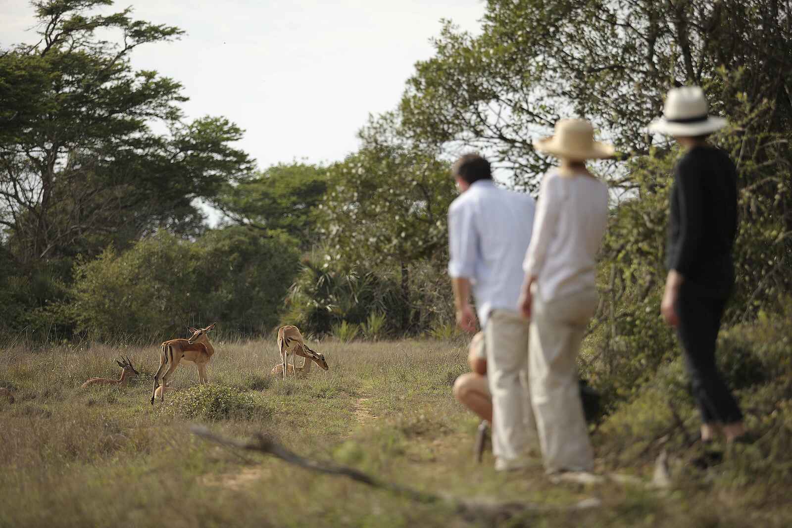 &Beyond Phinda Forest Lodge: Buschwanderung mit Antilopen &Beyond Phinda Forest Lodge: Buschwanderung mit Antilopen