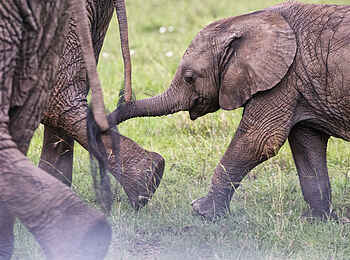 Basecamp Mara Houses: Ein Elefantenbaby Basecamp Mara Houses: Ein Elefantenbaby