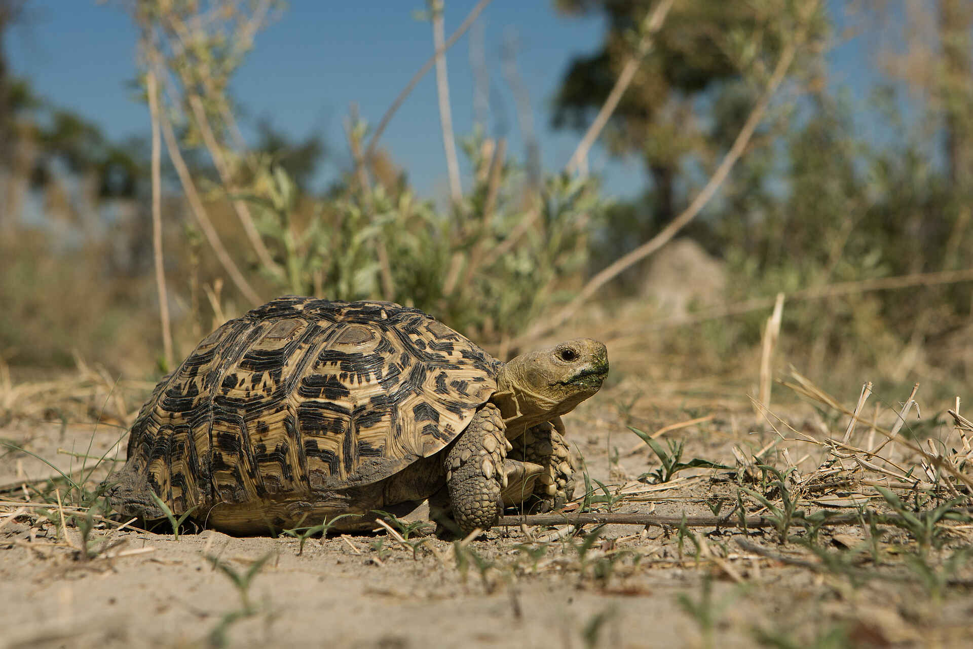 Chitabe Camp: Eine Schildkröte Chitabe Camp: Eine Schildkröte
