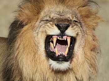 Dinaka Lodge: Löwe zeigt die Zähne