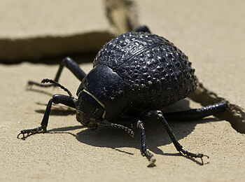 Hoanib Skeleton Coast Camp: Schwarzkäfer Hoanib Skeleton Coast Camp: Schwarzkäfer