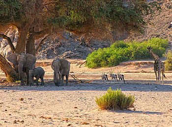 Hoanib Valley Camp: Treffpunkt Hoanib Valley Camp: Treffpunkt