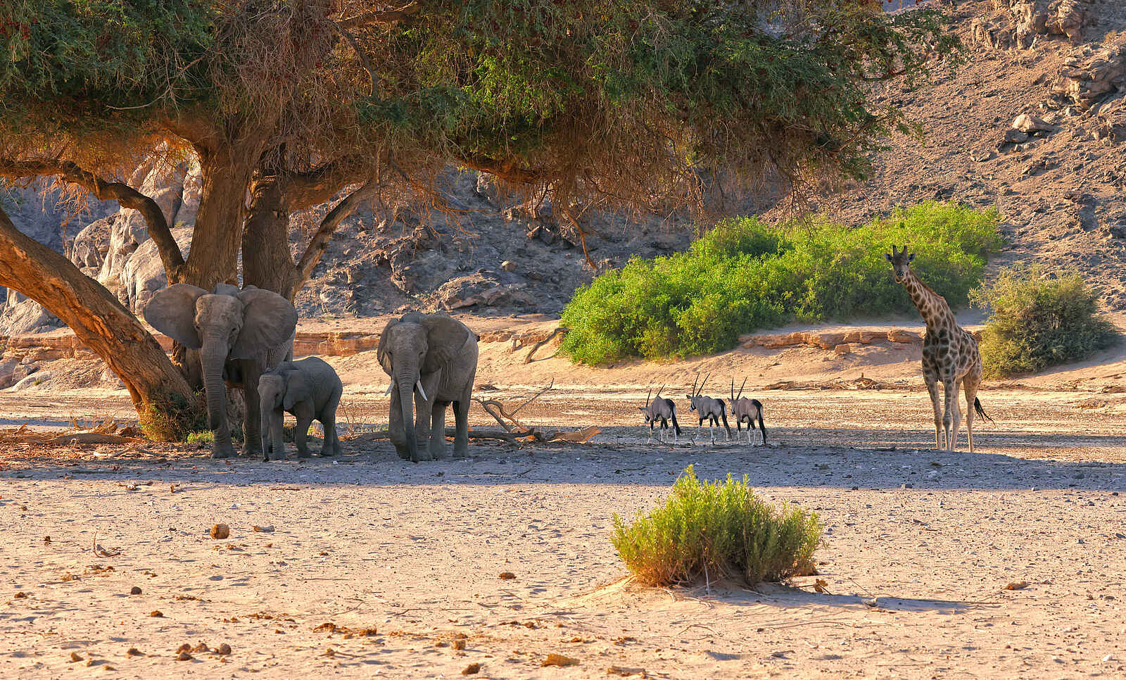 Hoanib Valley Camp: Treffpunkt Hoanib Valley Camp: Treffpunkt