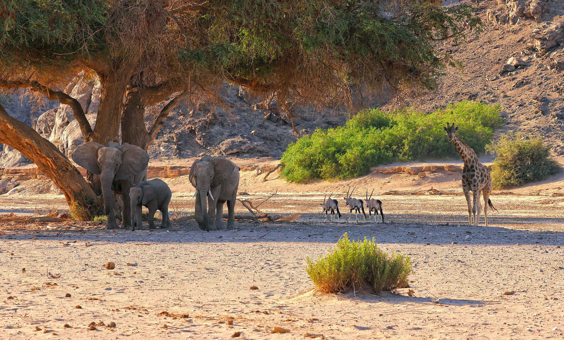 Hoanib Valley Camp: Treffpunkt