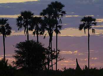 Jacana Camp: Palmen Jacana Camp: Palmen