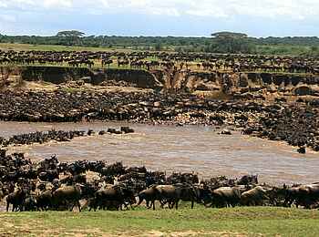 Legendary Nyasi Tented Camp: Gnus überqueren den Fluss