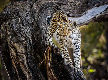 Little Mombo Camp: Leopard im Baum