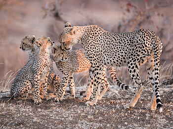 Mashatu Euphorbia Villas: Gepardin mit Jungtieren