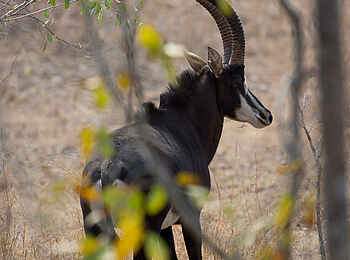 Mkulumadzi Lodge: Rappenantilope