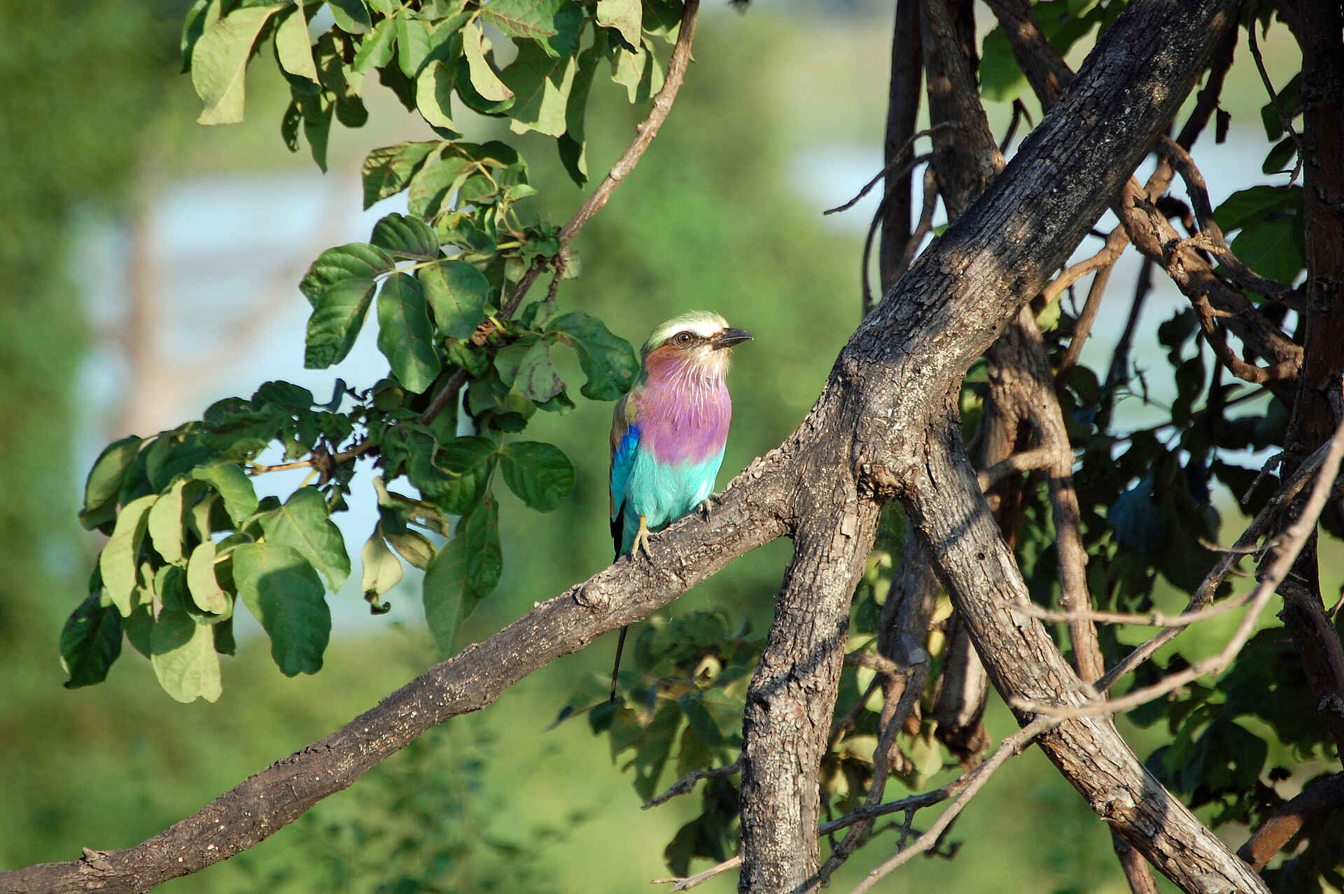 Gabelracke, Lilac Breasted Roller, Vögel, Vogel, Chobe National Park, Chobe River, Liambezi, Muchenje Safari Lodge, Chobe River Front